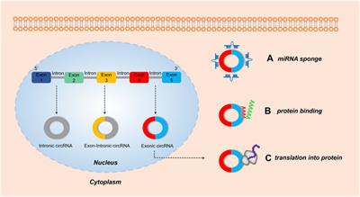 Circular RNAs in diabetes and its complications: Current knowledge and future prospects